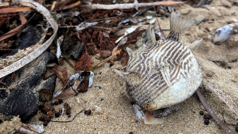 Giftige Alge löst Massensterben von Tieren vor Australien aus
