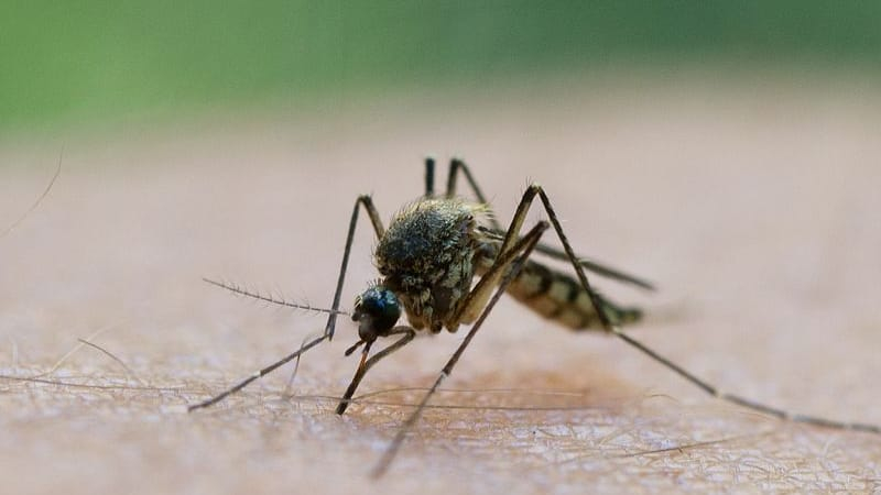Mückenschutz "Mutter des Kakao": Effektives Mittel auf natürlicher Basis