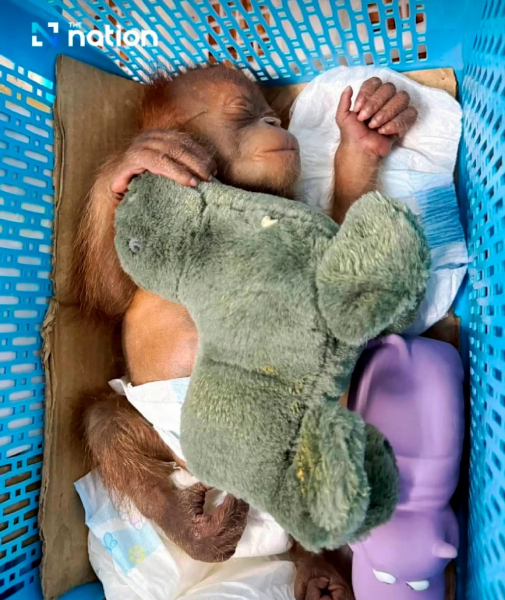 Süßes Orang-Utan-Duo mit Babyflasche gerettet