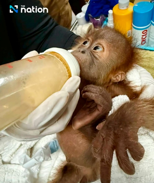 Süßes Orang-Utan-Duo mit Babyflasche gerettet