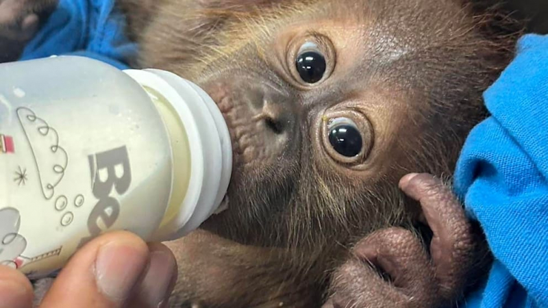 Süßes Orang-Utan-Duo mit Babyflasche gerettet