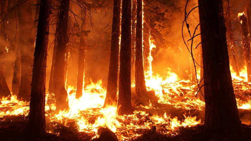 Was bedeuten die Waldbrandgefahrenstufen?